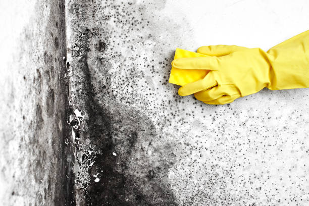 Why You Should Choose Our Mold Remediation Services in Reamstown, PA